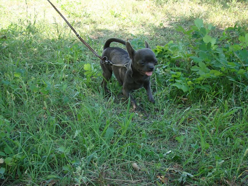 Голубого окраса мальчик. Вязка.