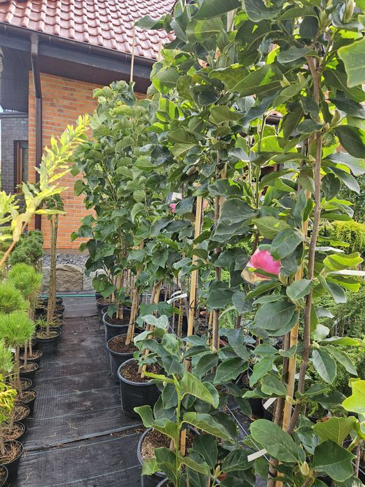 Judaszowiec Kanadyjski Eternal Flame .Palmy. Tuja szmaragd