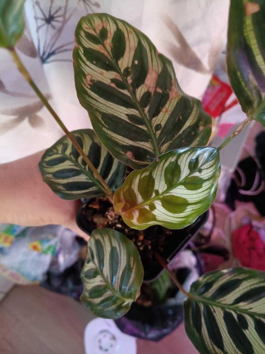 calathea kalathea makoya