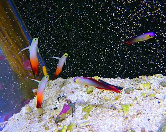 Nemateleotris magnifica - ryba - akwarium morskie