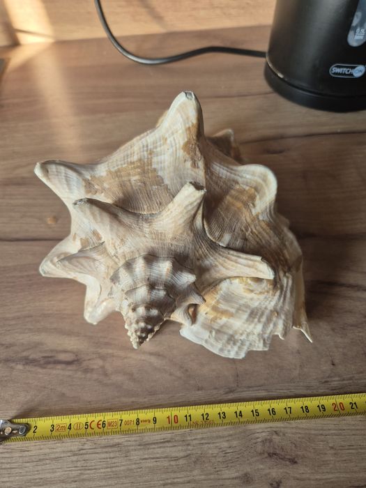 Stromus Gigas muszla morska