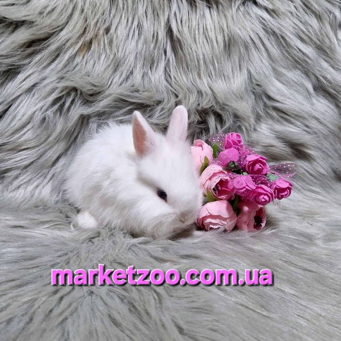 Продається кролик Lionhead | Дівчинка | 1 місяць | Білосніжна красуня