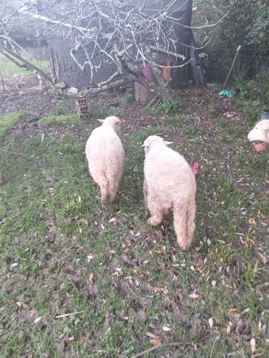 Borregos criados em pasto