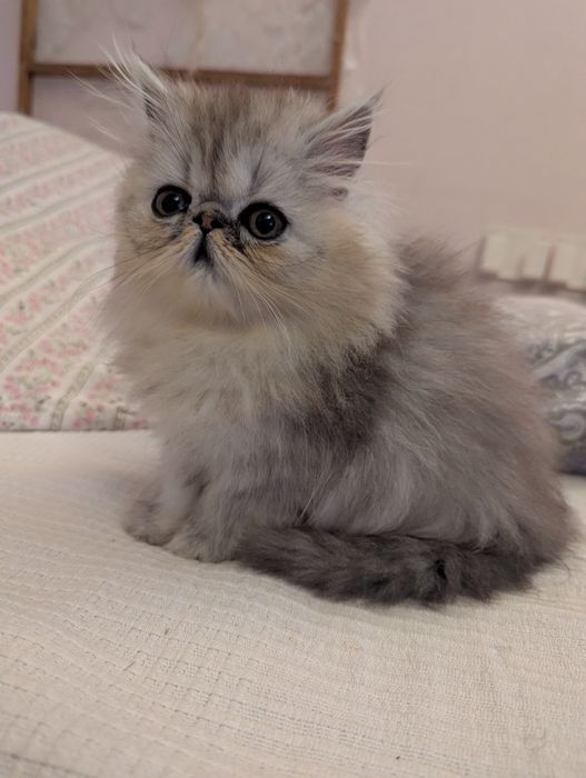 Kocięta perskie perska perski koty