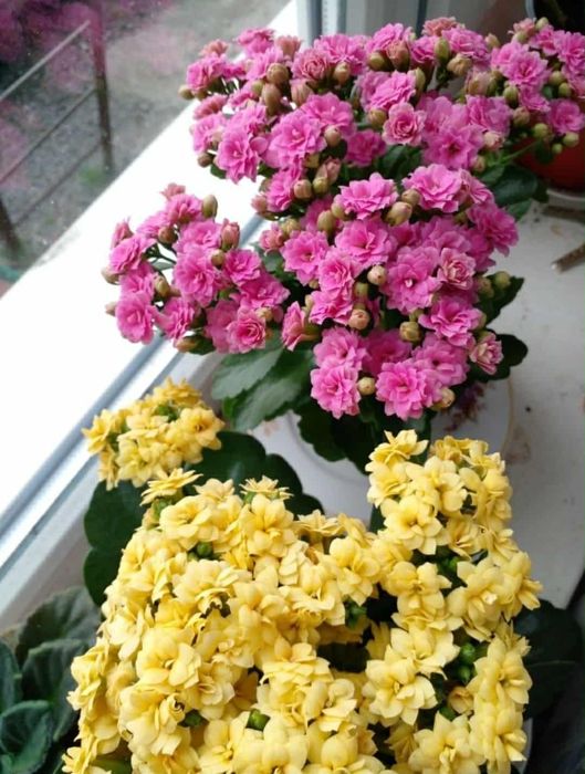 Каланхоэ Каландива