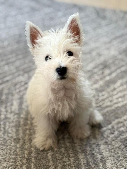 West white higland terrier