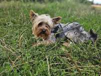 Sprzedam Yorkshire Terrier – 2 lata