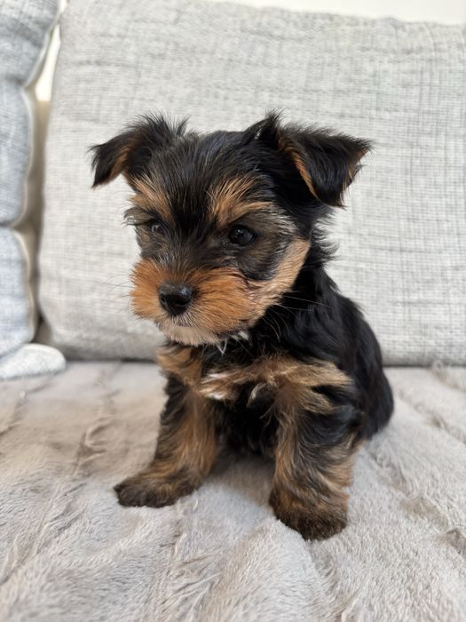 York terrier piekna suczka,  rodowód.