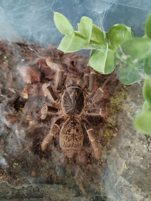 Pterinochilus chordatus L3