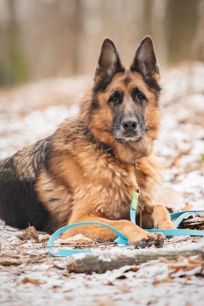 Owczarek Niemiecki Max do adopcji!