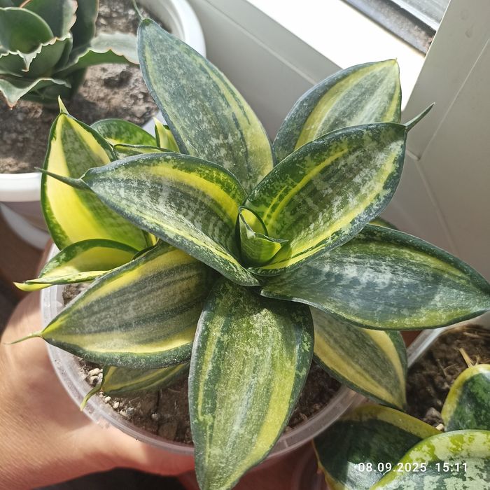 Продаж сансевієрії хані Фаворит