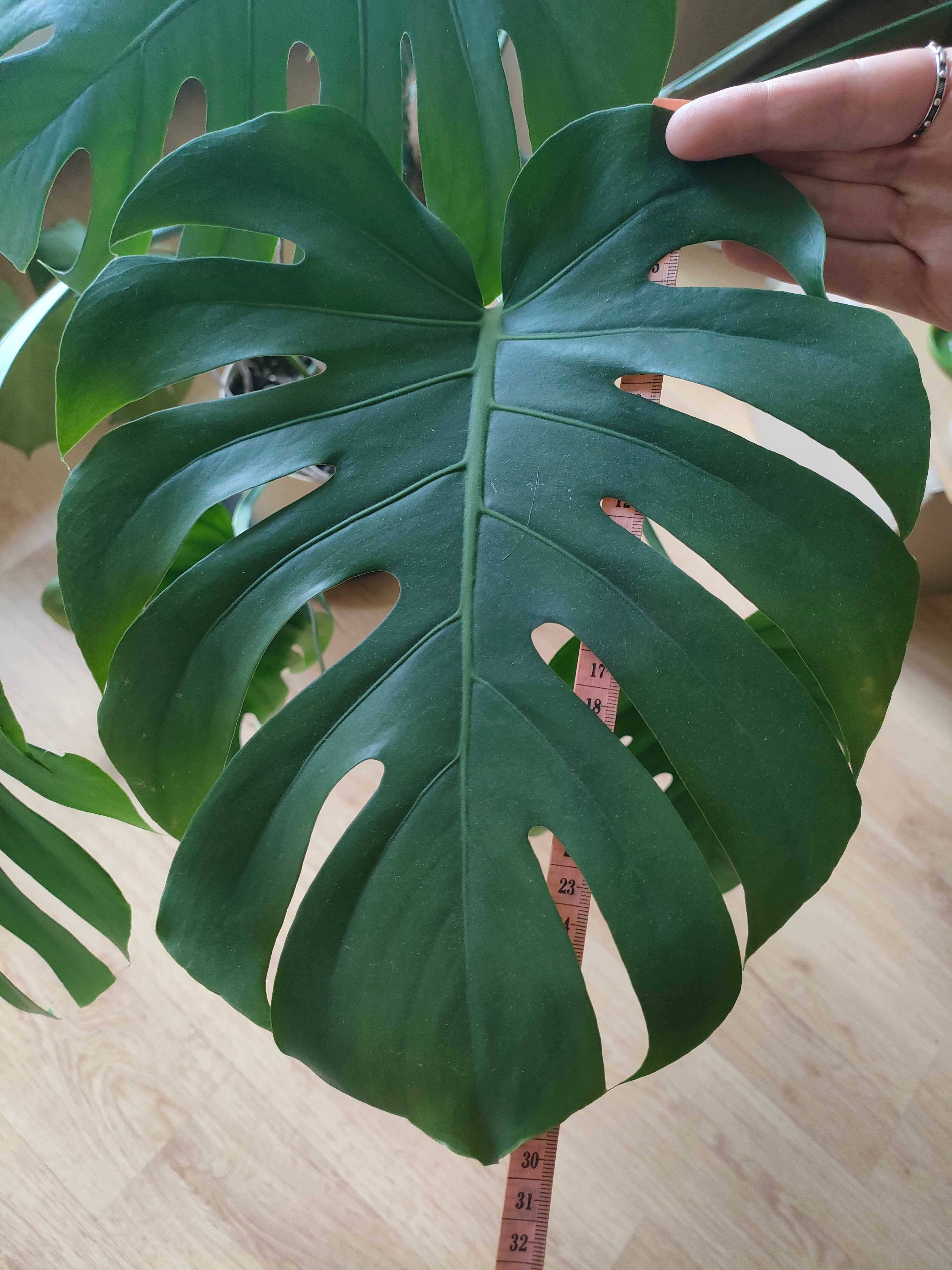 Monstera roślina doniczkowa (2 sztuki)