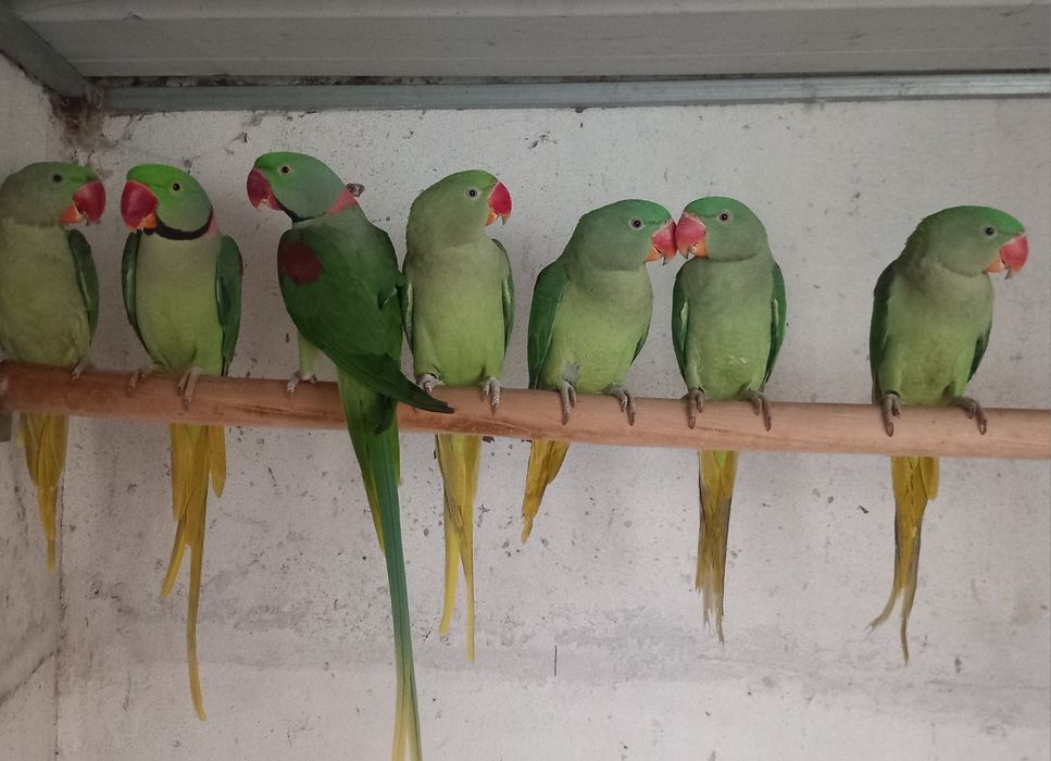 Grandes Alexandrinos