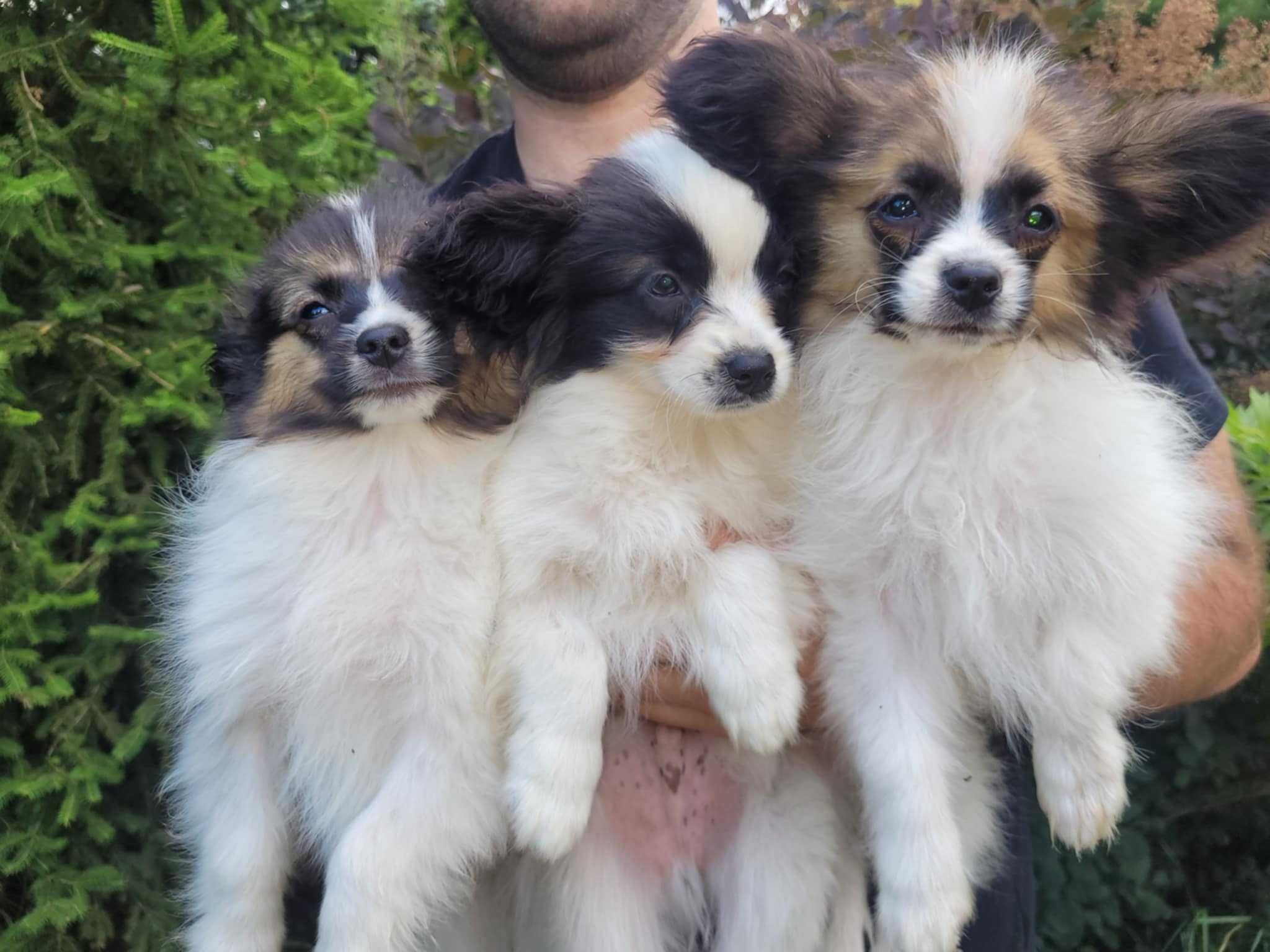 Spaniel Kontynentalny Miniaturowy Papillon FCI