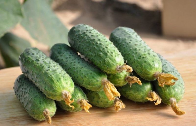 Семена / Насіння / САТІНА F1 / SATINA F1 / огурец / огірок