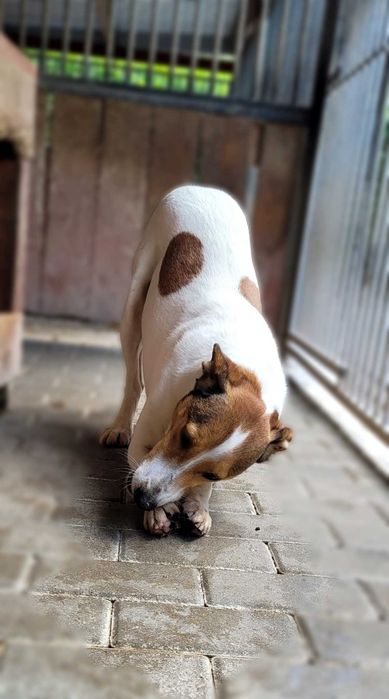 Duster – wyjątkowy pies do spokojnego domu, 5 lat, średniak