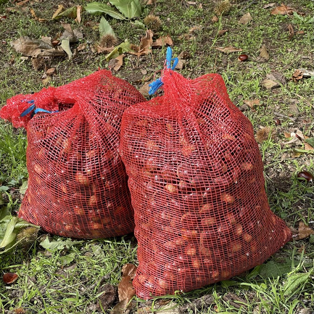 Castanhas Região da Guarda