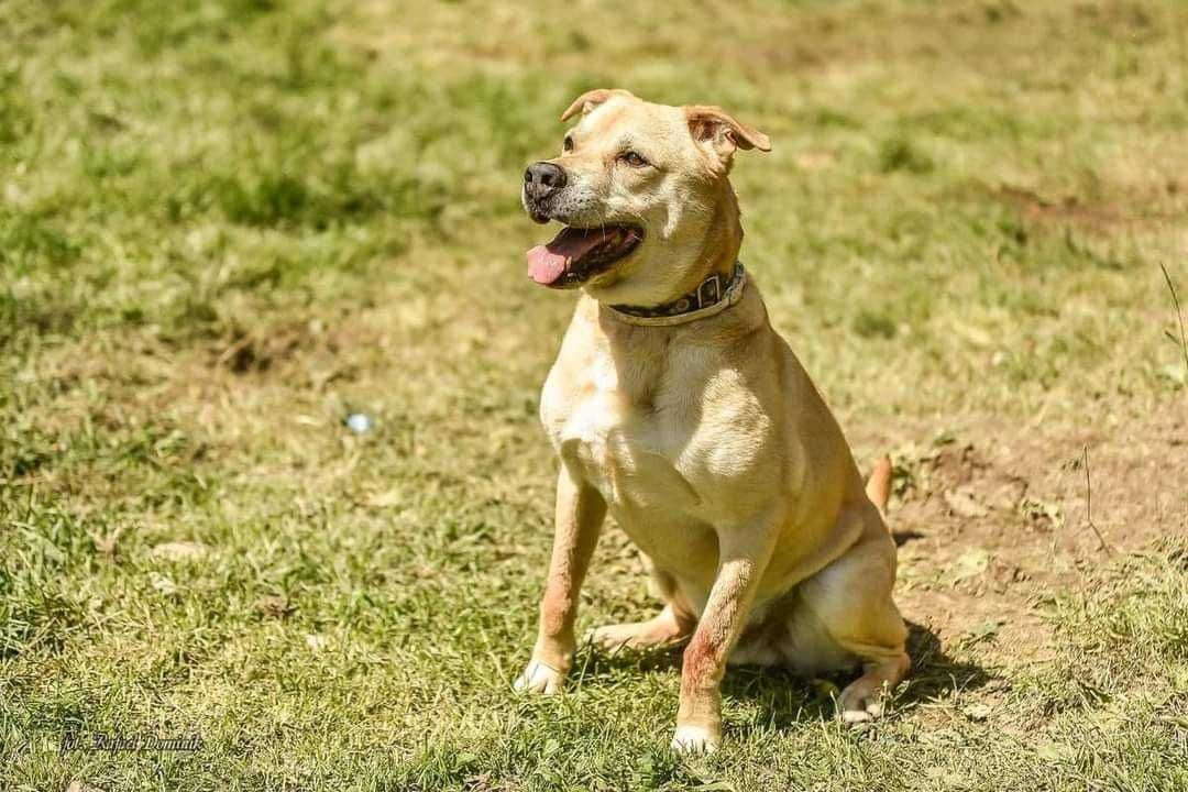 Bandi nie ma czasu by czekać! Adoptuj mnie!