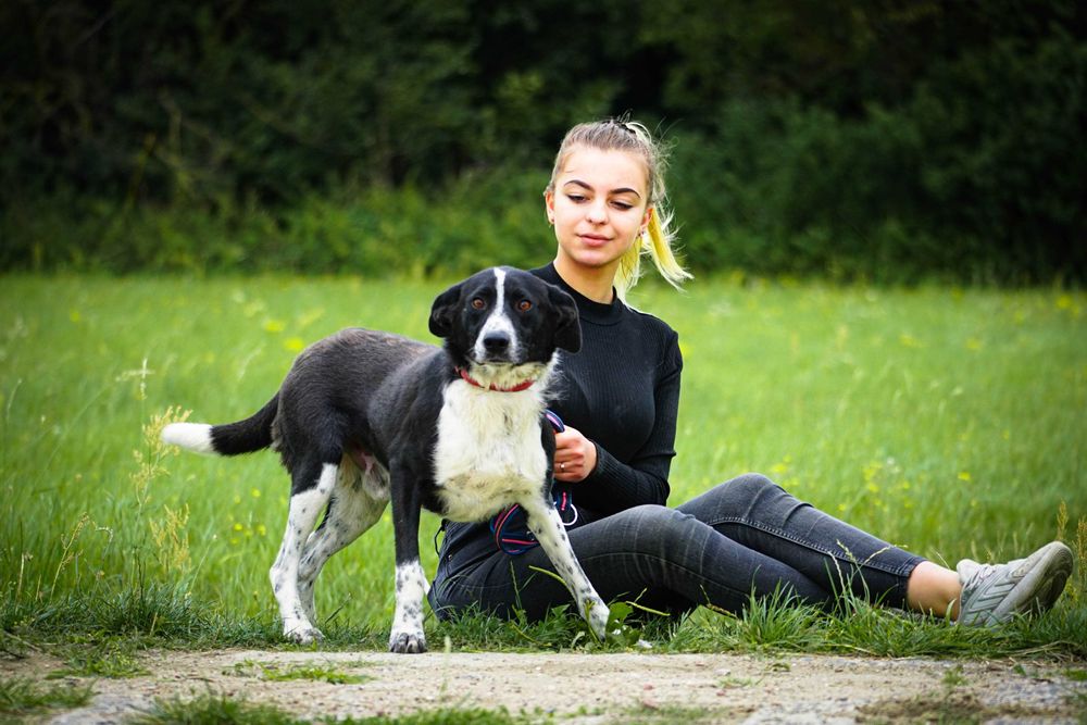 Pędzelek - piękny psiak szuka domu