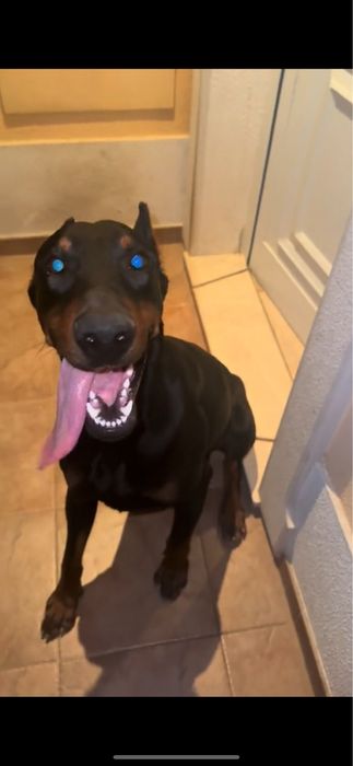 Doberman adocao