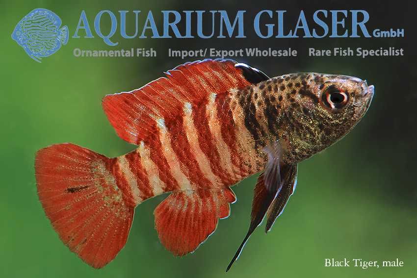 Dario tigris wild