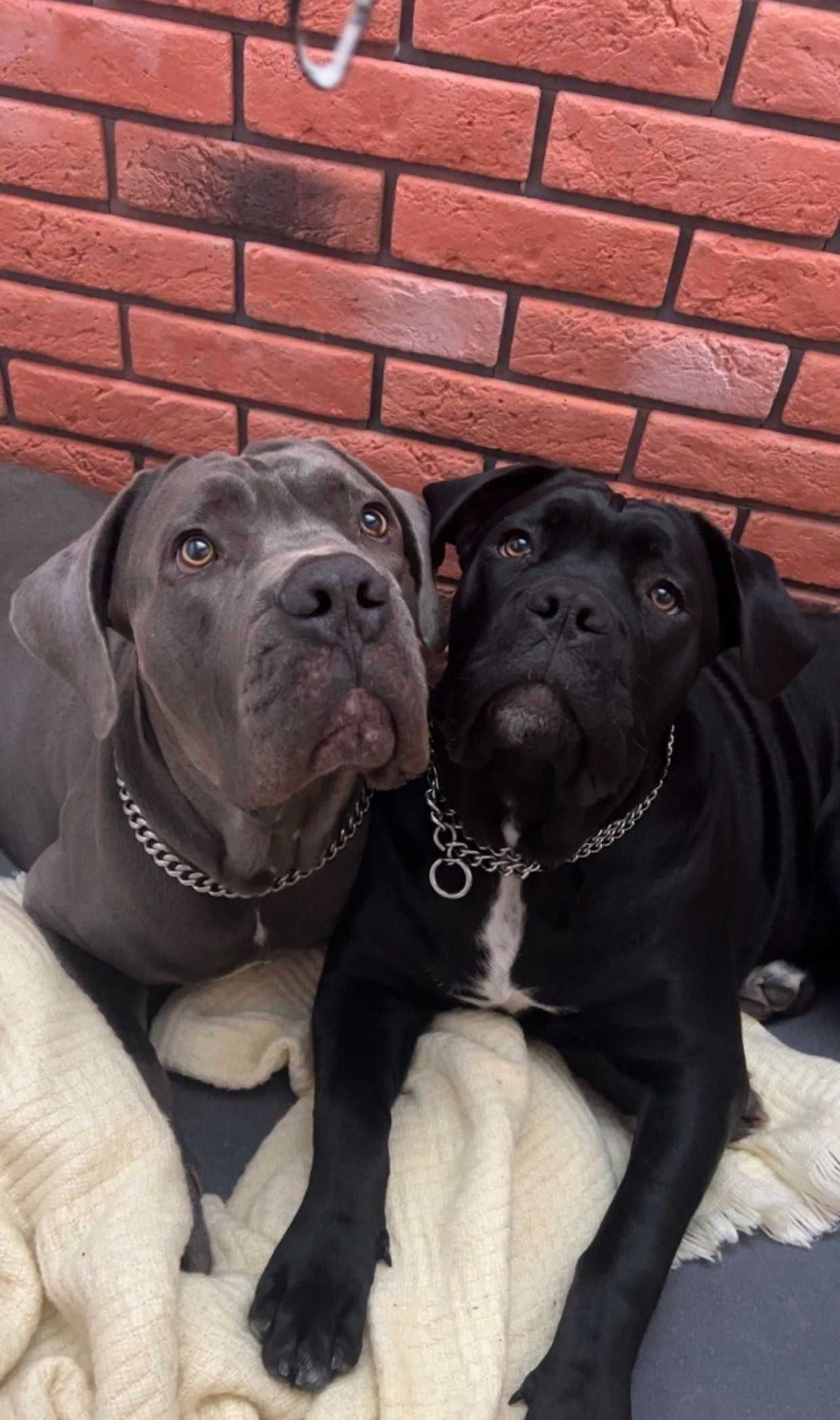 Szczeniak CANE CORSO