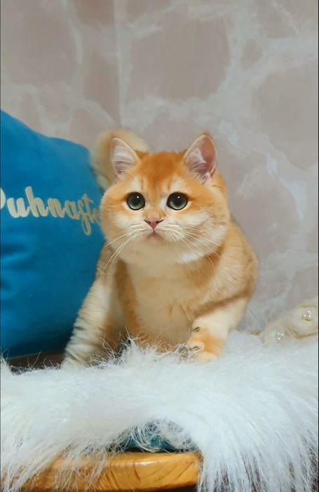 Золотой британский шиншилла котенок
