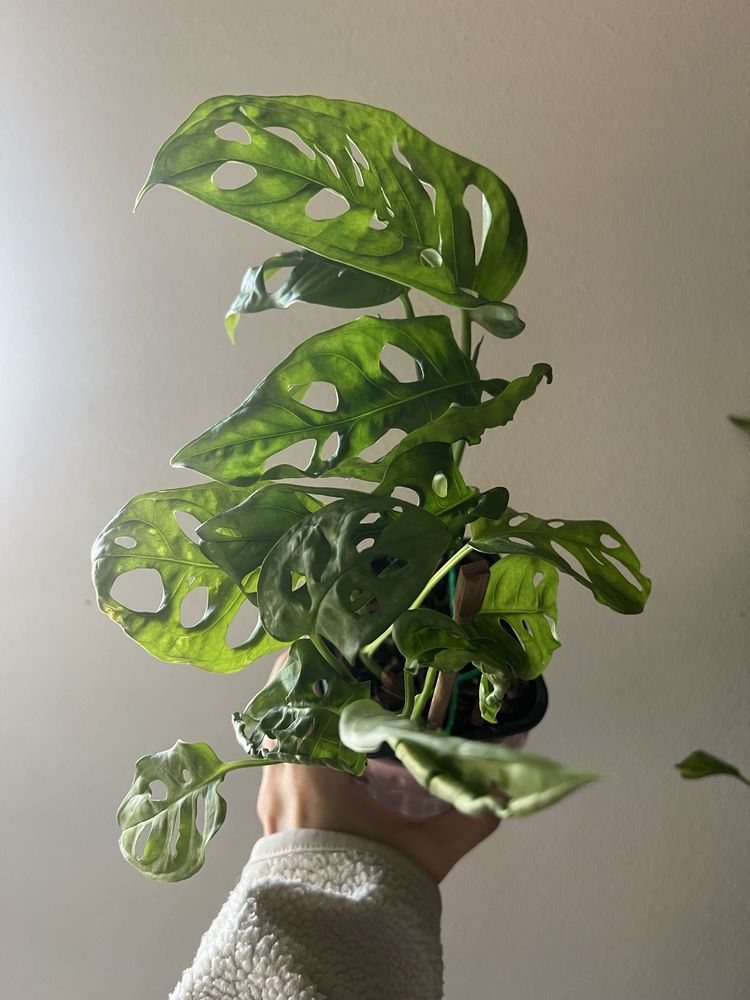 monstera monkey mask adansonii