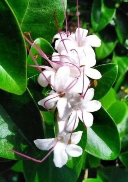 Клеродендрум Інерме Варієгата.