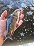 Karp Amur Tołpyga Lin Karaś Węgorz Jaź Jesiotr Sum Koi Rak Wysyłka