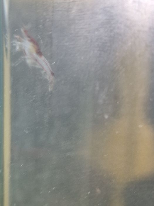 Krewetki mało wybarwione Yellow Neon I Bloody Mary