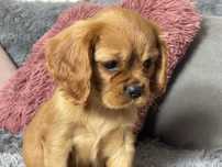 Cavalier King Charles Spaniel szczeniaki