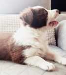 Border Collie Czekoladowo Biały chłopiec