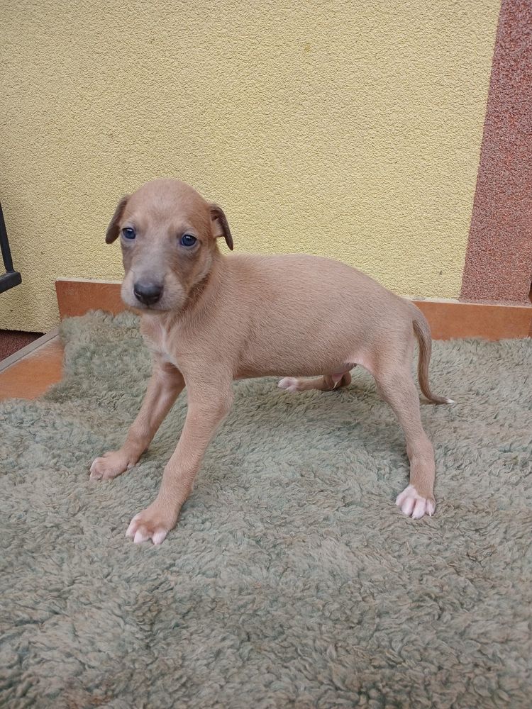 Chart Angielski Greyhound śliczny piesek