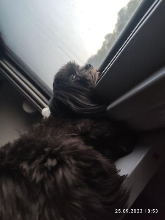 Мальчик породы цветная болонка ищет девочку для вязки