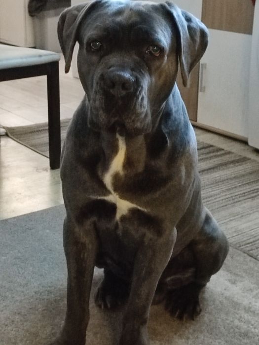 Dorosły 4 letni cane corso w bardzo dobre ręce