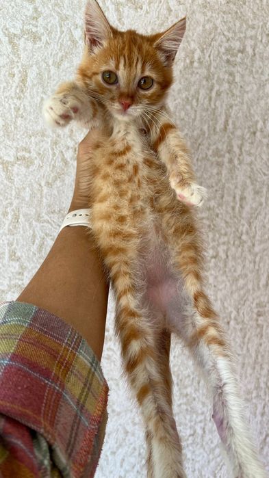 Отдам_ кошки_ котята_ Маргоша