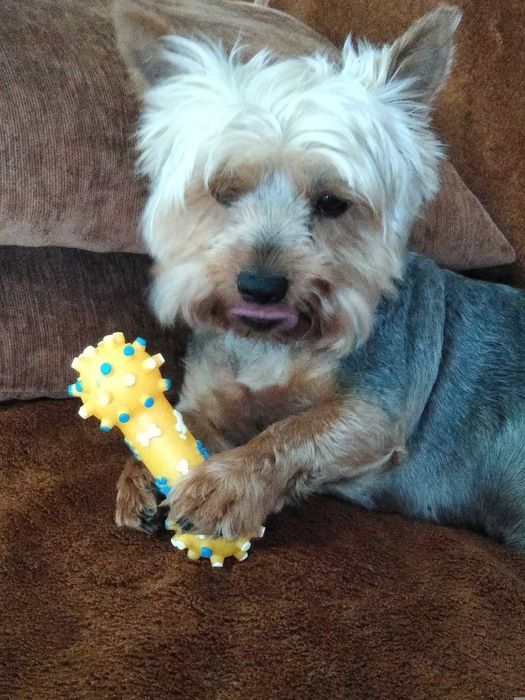Yorkshire terrier piesek Rodowód Chip