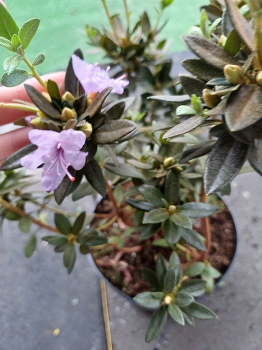 Родондрон блю тіт