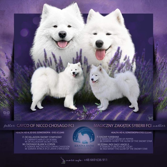 Szczenięta Samoyed