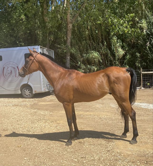 Vendo Cavalo PSA, 11 anos, castrado, 1.56 castanho