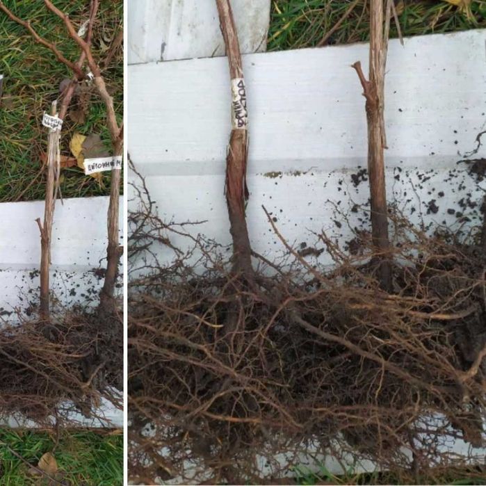 Саджанці винограду морозостійкі | столові, технічні, мускатні