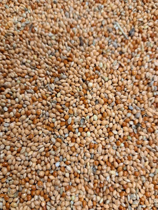 Proso mix żółte,zielone,czerwone,białe 3,5 zł/kg ,20kg za 70 zł papuga