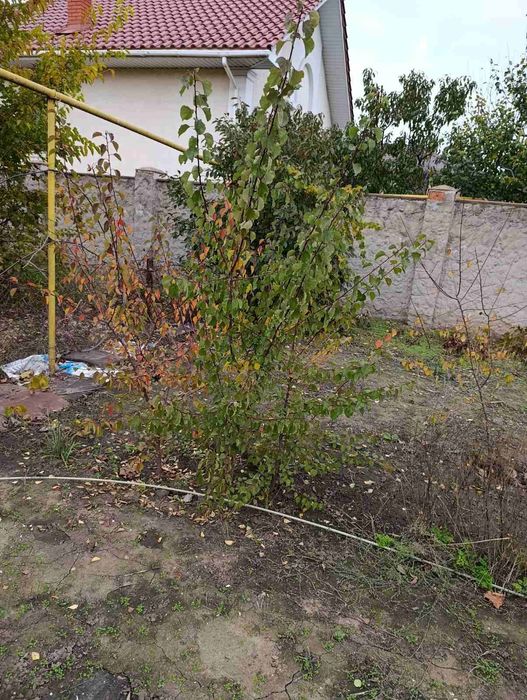 Саженцы обрикосы бесплатно