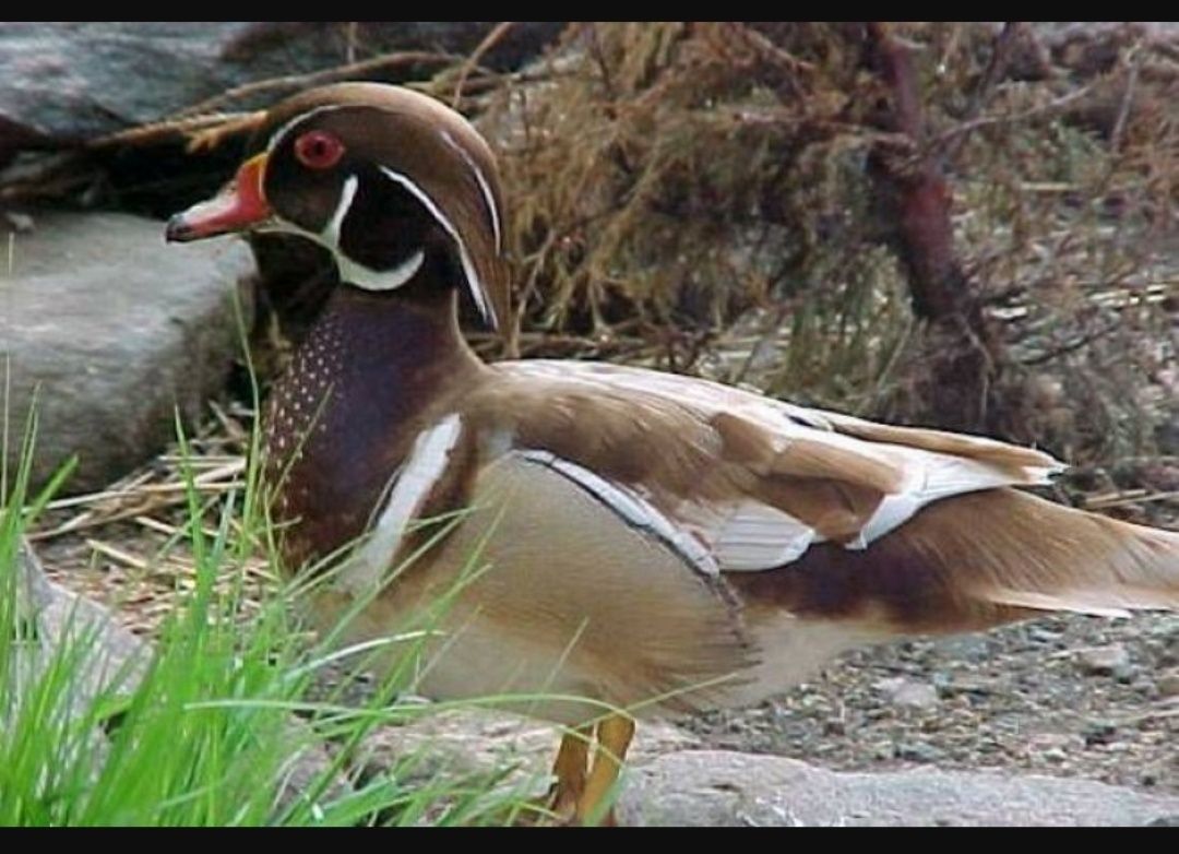 Patos/carolino/mandarim versicolor