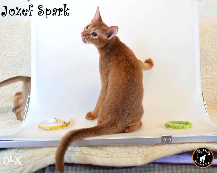 Абиссинский котенок - рыжий огонек.