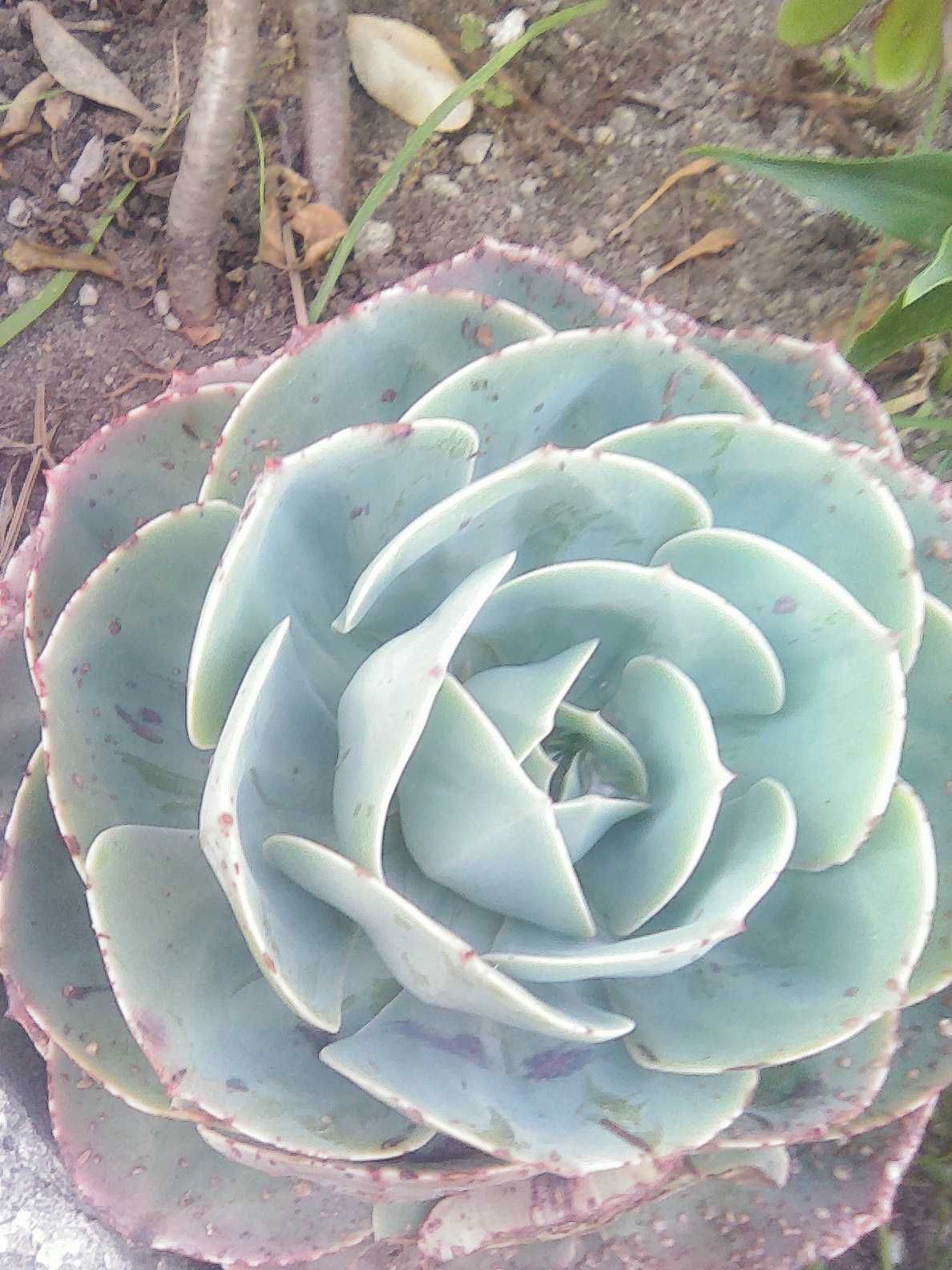 Vende suculentas