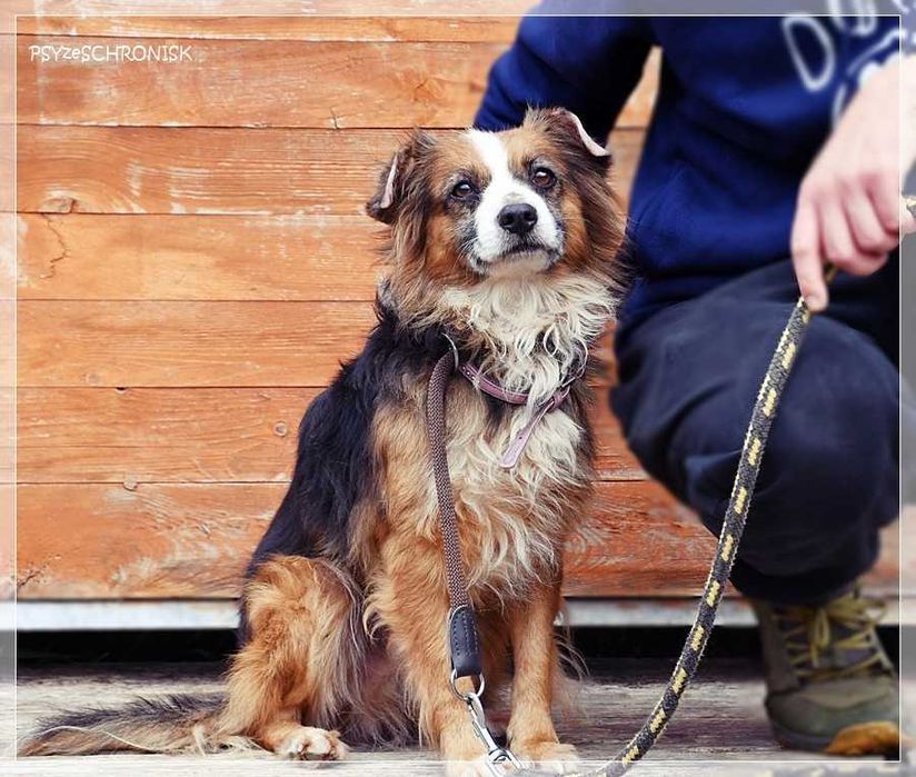 Bazu – ma tylko jedną wadę – nie jest pierwszej młodości