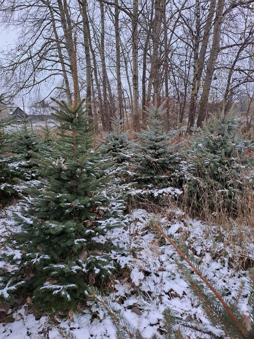 Choinki choinki choinki