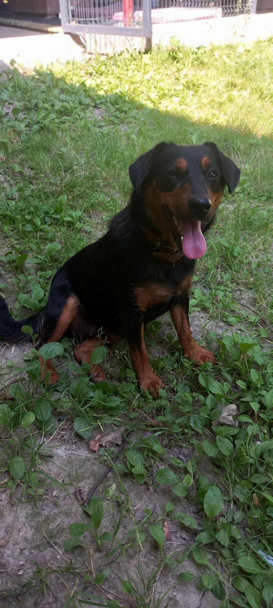 Oddam młoda Roczna Suczkę